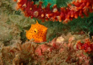 「シマウミスズメ」 よしみさん 「シマウミスズメ」 よしみさん