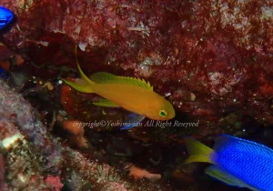 「スミレナガハナダイ」 よしみさん 「スミレナガハナダイ」 よしみさん