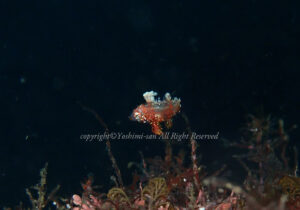 「ノドグロベラ」　よしみさん