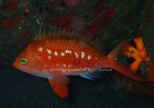 「サクラダイ」　よしみさん