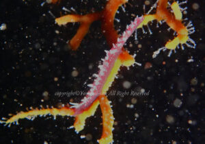 「スミゾメミノウミウシ」　よしみさん