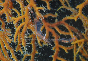 「アカスジカクレエビ」　なつみさん