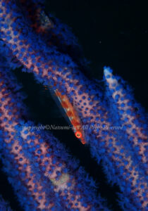 「ガラスハゼ」　なつみさん