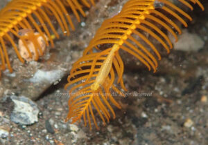 「ウミシダヤドリエビ」　なつみさん