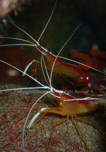 「アカシマシラヒゲエビ」　なつみさん