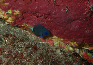 「デルタスズメダイ」　なつみさん