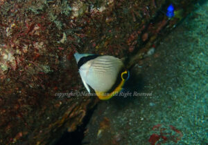 「フウライチョウチョウウオ」　なつみさん