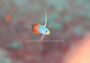 「ハタタテハゼ」　えりこさん