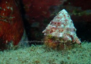 「ホンドオニヤドカリ」　なつみさん