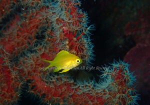 「コガネスズメダイ」　なつみさん