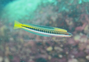 「ミナミギンポ」　ひろしさん