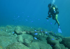 「ソラスズメダイ」　かげやまさん