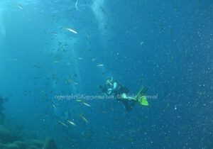 「タカベ」　かげやまさん