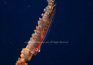 「ガラスハゼ」　なつみさん