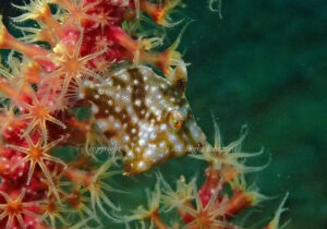 「アミメハギ」　たかきさん