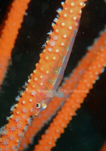 「ガラスハゼ」　よしみさん