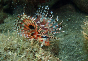 「キリンミノカサゴ」　たかきさん