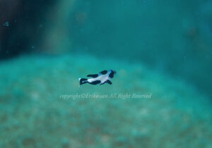 「マダラタルミ」　えりこさん