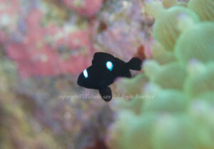 「ミツボシクロスズメダイ」　たかきさん