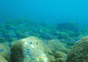 「ソラスズメダイ」　よしみさん
