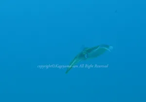 「アオリイカ」　かげやまさん