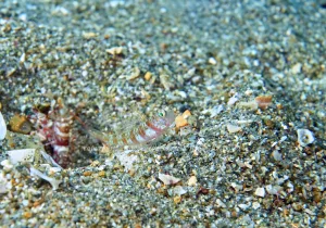 「ダンダラダテハゼ」　かげやまさん