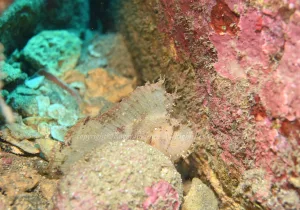 「ハダカハオコゼ」　かげやまさん