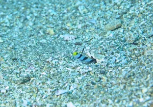 「ヒレナガネジリンボウ」　かげやまさん