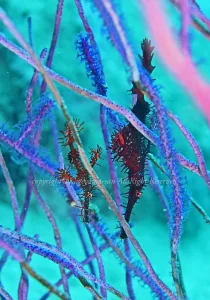 「ニシキフウライウオ」　かげやまさん