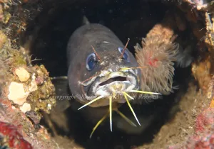 「イタチウオ」　かげやまさん