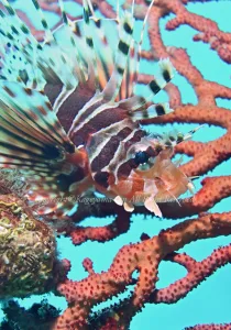 「キリンミノカサゴ」　かげやまさん