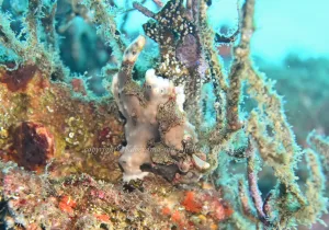 「クマドリカエルアンコウ」　かげやまさん