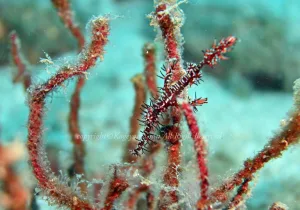 「ニシキフウライウオ」　かげやまさん