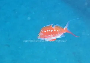 「サクラダイ」　かげやまさん