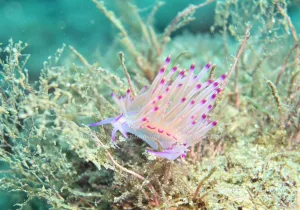 「セスジミノウミウシ」　かげやまさん