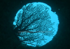 「沈船」　かげやまさん