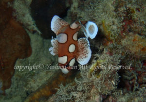 「チョウチョウコショウダイ」　よしみさん