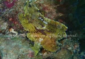 「ハダカハオコゼ」　よしみさん