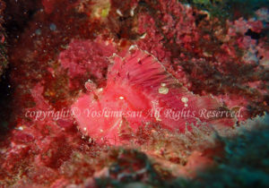 「ハダカハオコゼ」　よしみさん