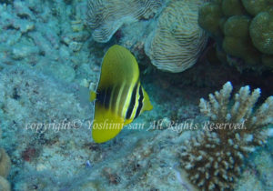 「ヒレナガハギ」　よしみさん