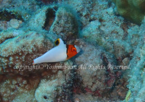 「イロブダイ」　よしみさん