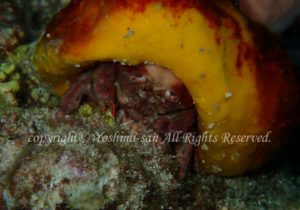 「カイカムリの仲間」　よしみさん