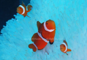 「カクレクマノミ」　のりこさん