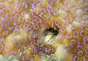 「カンザシヤドカリ」　よしみさん