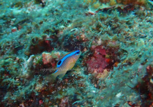 「ミヤコキセンスズメダイ」　なつみさん