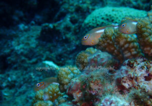 「メガネゴンベ」　なつみさん