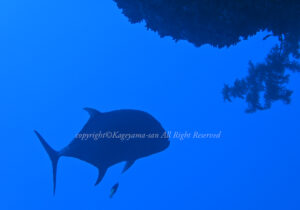 「ロウニンアジ」　かげやまさん