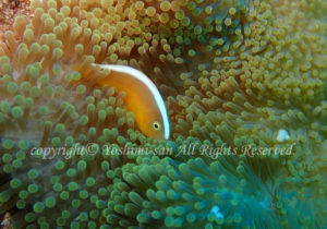 「セジロクマノミ」　よしみさん