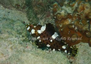 「シロブチハタ」　よしみさん