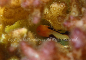 「パンダダルマハゼ」　はるかさん